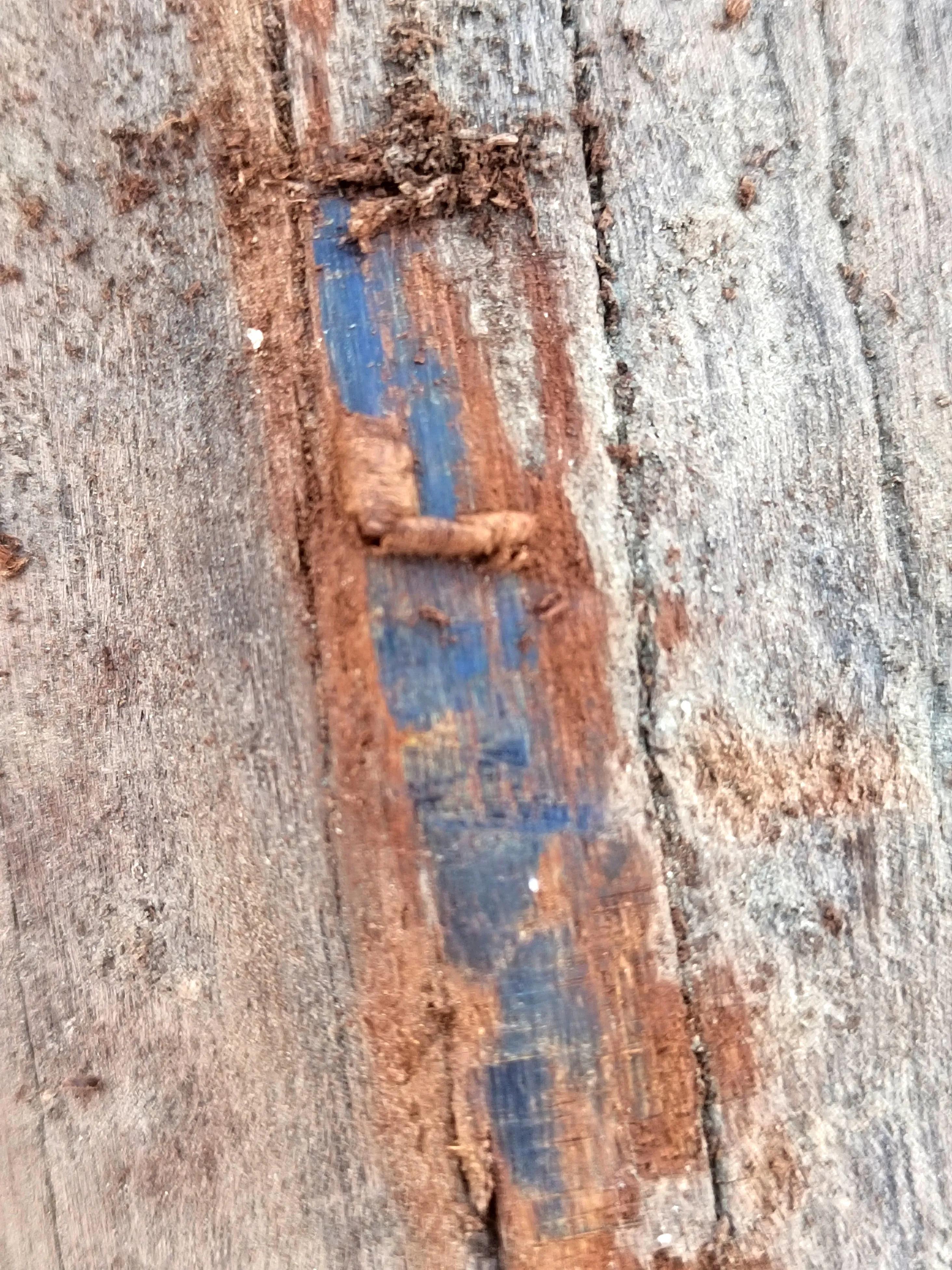 白奇楠莺歌绿奇楠黑奇楠哪个好,黑奇楠和白奇楠沉香哪个好