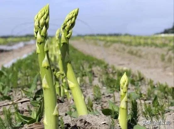 露笋高产吗,莴笋的种植方法和时间