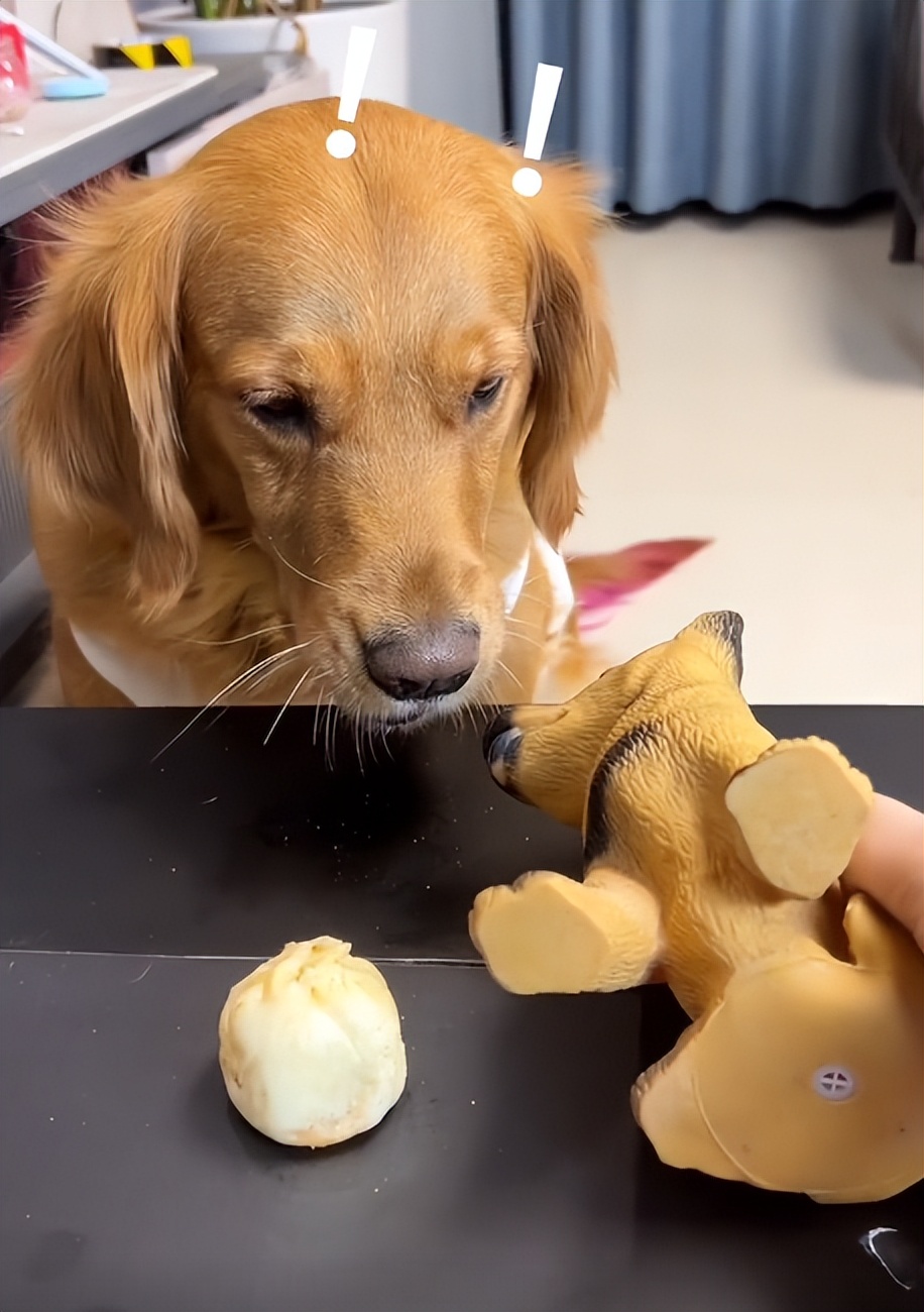 驴得水小朋友是智障猫吗,全网公认的智障猫怕水