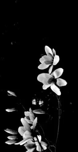 黑白花朵壁纸超清,全屏花朵壁纸无水印黑白