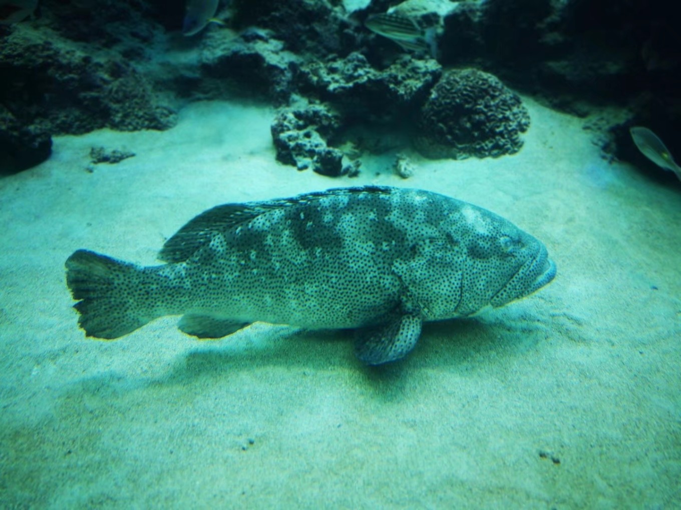 暑期档2019年,2019年暑期档