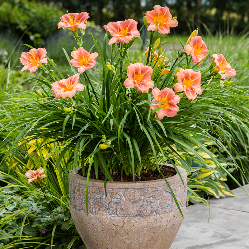 20种大毒花你家里养了吗,4种大毒花家里经常养