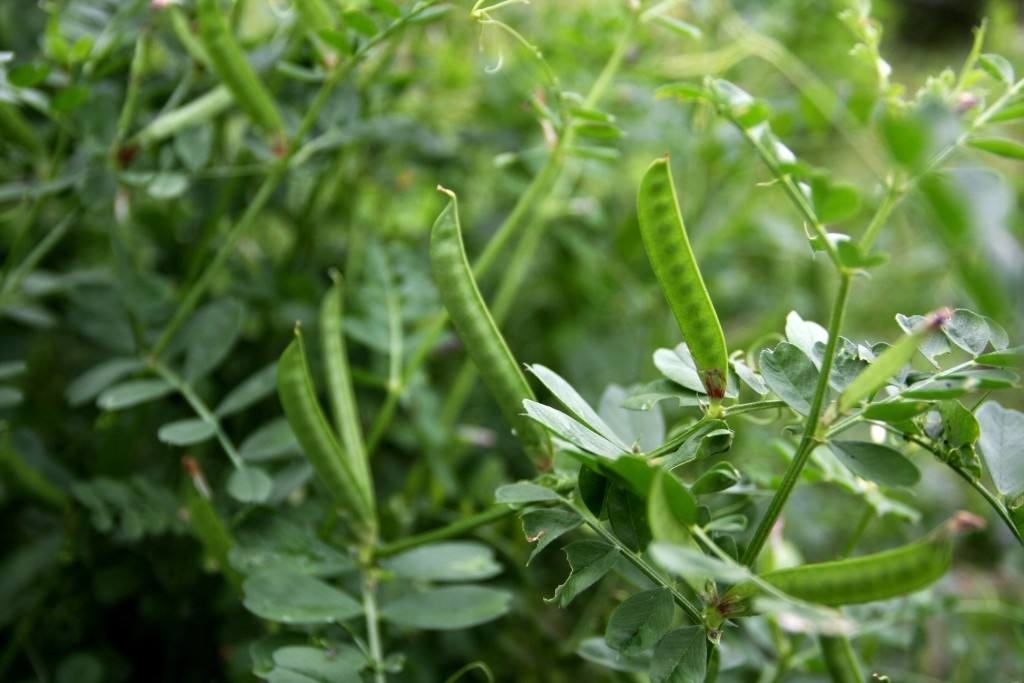 春天看图挖野菜，送你40种野菜大图鉴，让你轻松辨别各种野菜