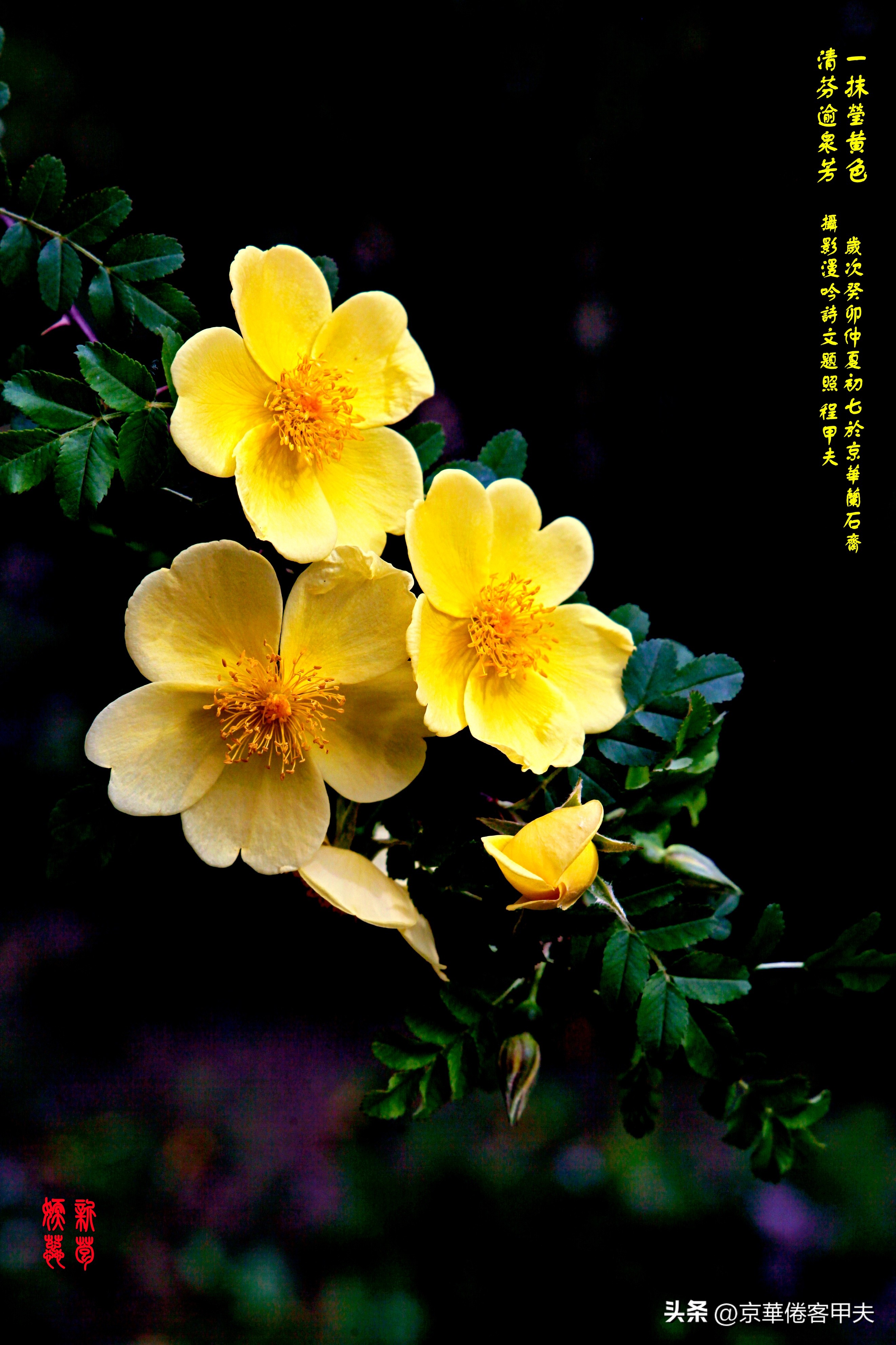 鐢插か鍘熷垱浣滃搧娆ｈ祻,鐢插か鍘熷垱