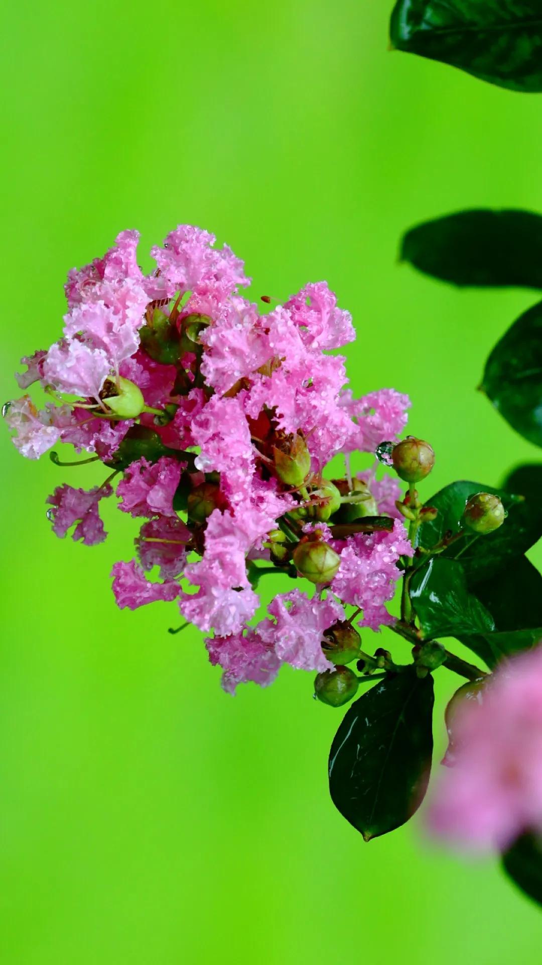 紫薇花壁纸高清全屏,唯美紫壁纸