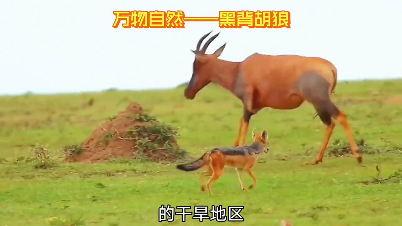 野生动物世界视频胡狼,圣地亚哥野生动物园黑背胡狼