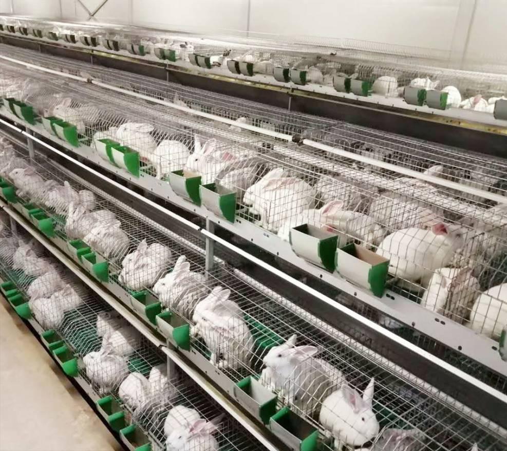 兔场清粪带的设计方案,兔场自动清粪设备什么价格