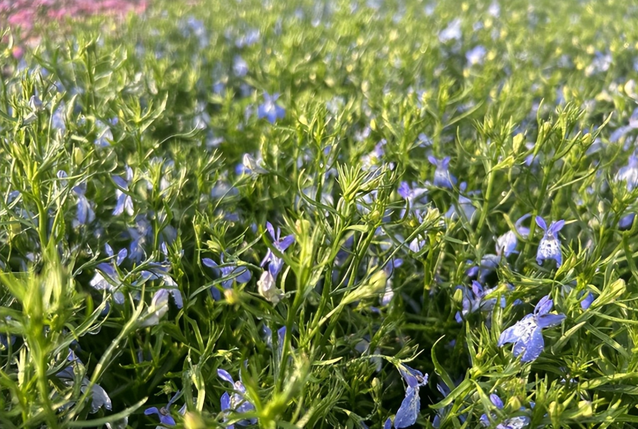 四川内江到云南旅游自驾游路线,重庆四川南充旅游线路攻略