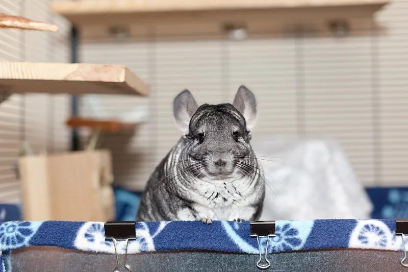 什么宠物对纯素食者最好,好养且可以食用的宠物有哪些