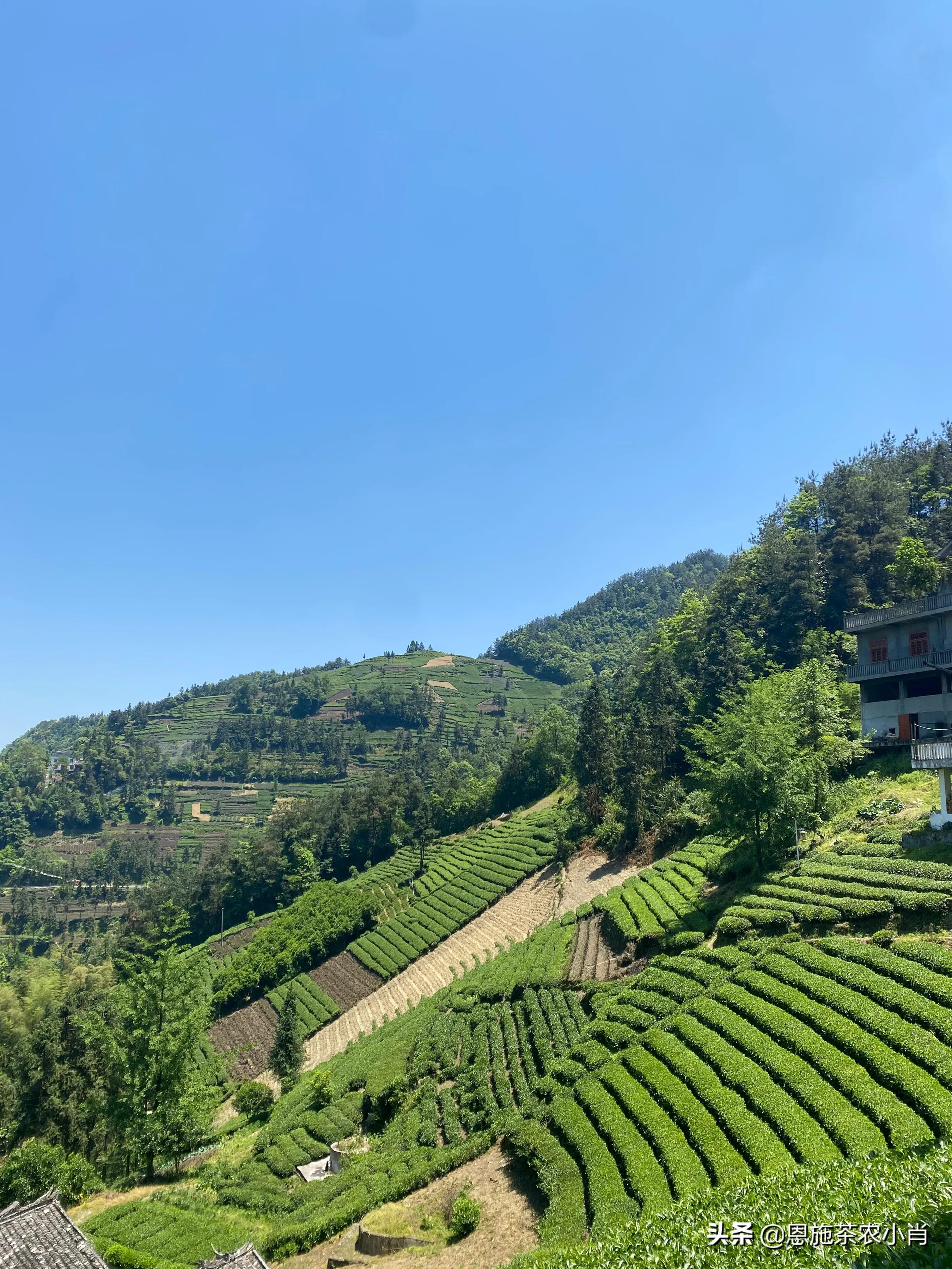 湖北恩施明前高山云雾茶,湖北恩施有什么茶好喝的