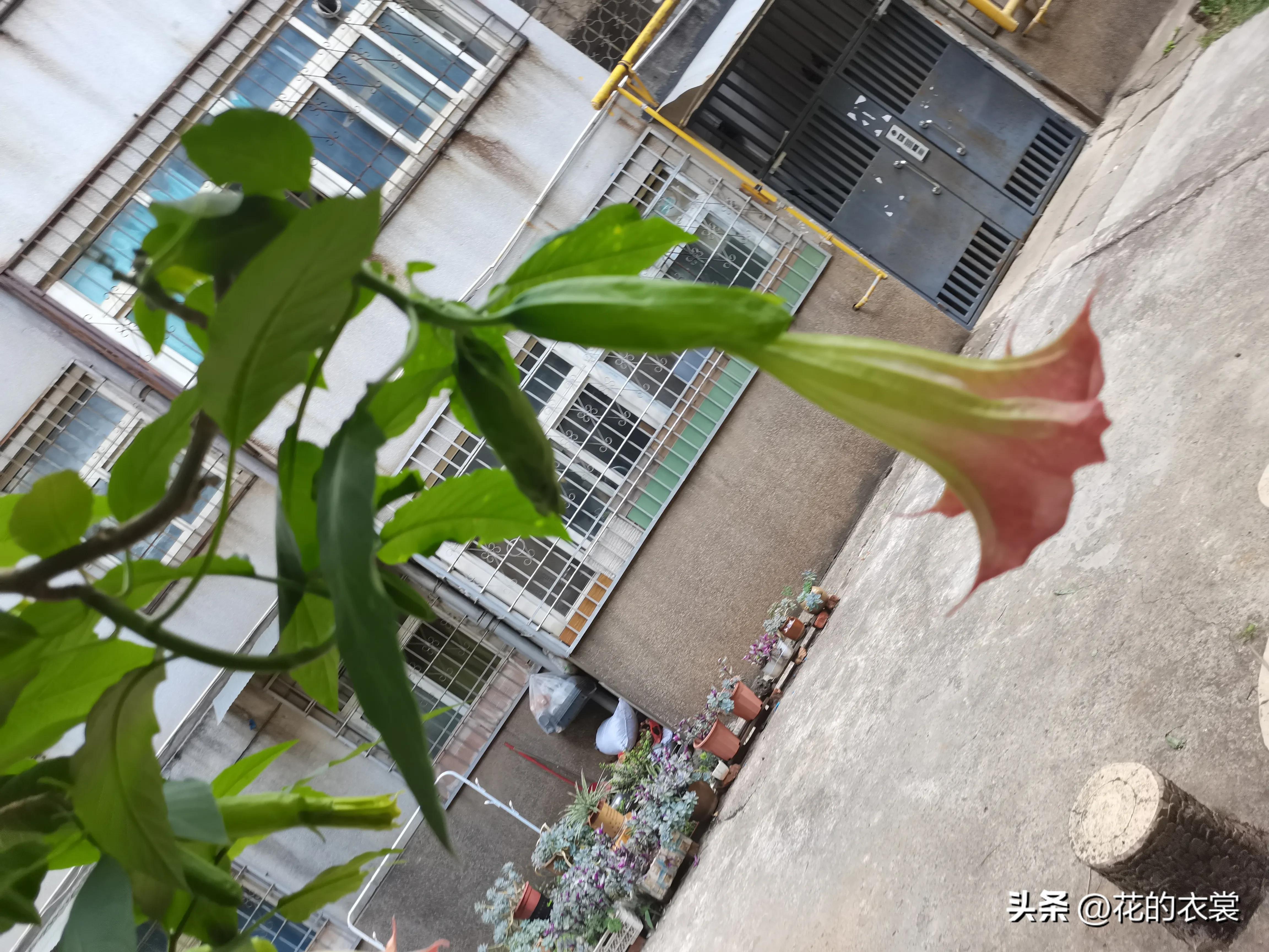 曼陀罗的果实是哪样的,曼陀罗的果子像什么样