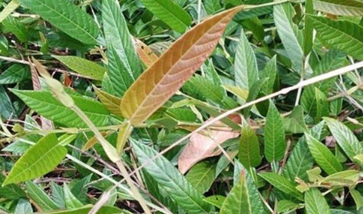 叶子似葫芦,民间俗称“返魂草”,煮茶是一绝,还是皮肤病的良药