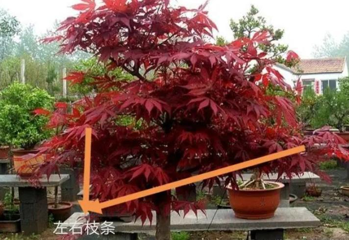 不理解枝条分布？掌握这4点，哪种造型都不难