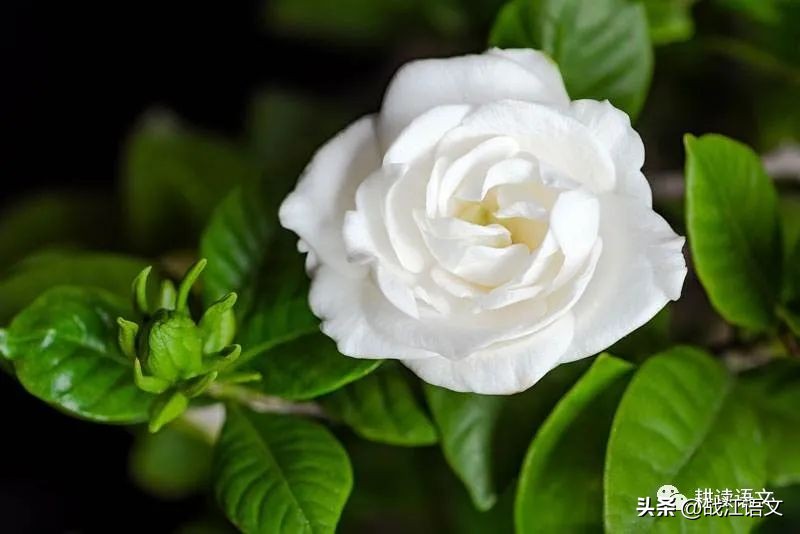 中考书信作文题,书信式作文中考满分范文