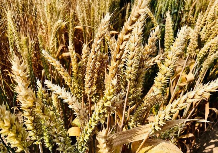 原来小麦也有高颜值！河北南皮3000亩彩麦丰收，彩色麦粒钙质高