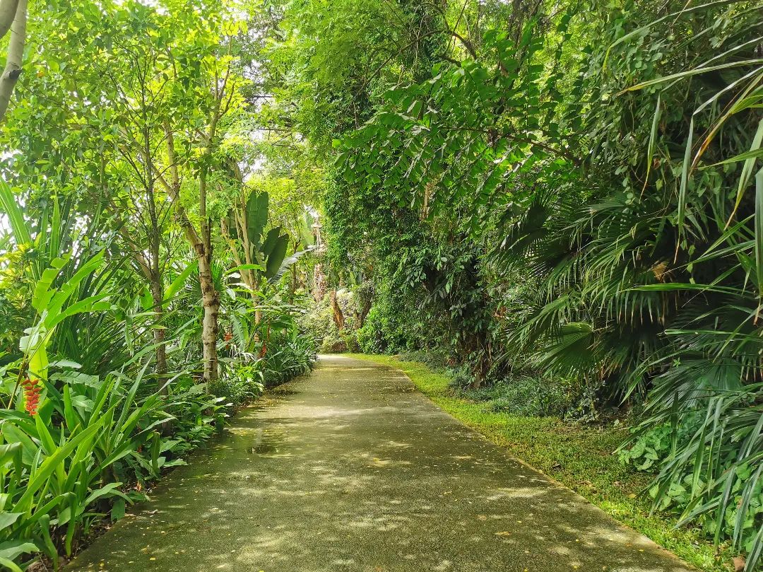 西双版纳七天六夜攻略,西双版纳五天六夜之旅完美结束