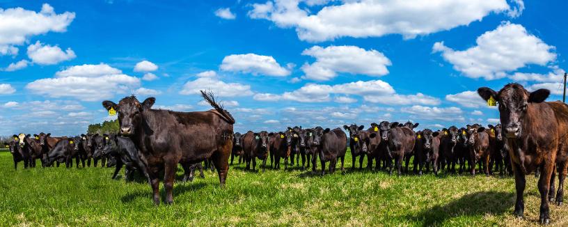 今年为什么大量进口俄罗斯牛肉,白俄罗斯进口牛肉最新价格