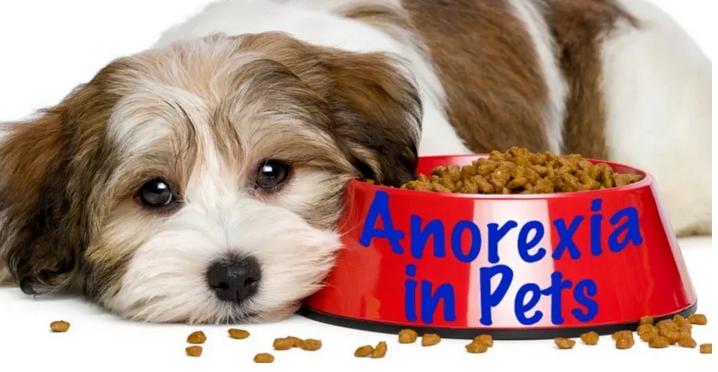 狗狗厌食挑食怎么办,狗狗厌食怎么办吃了东西就吐