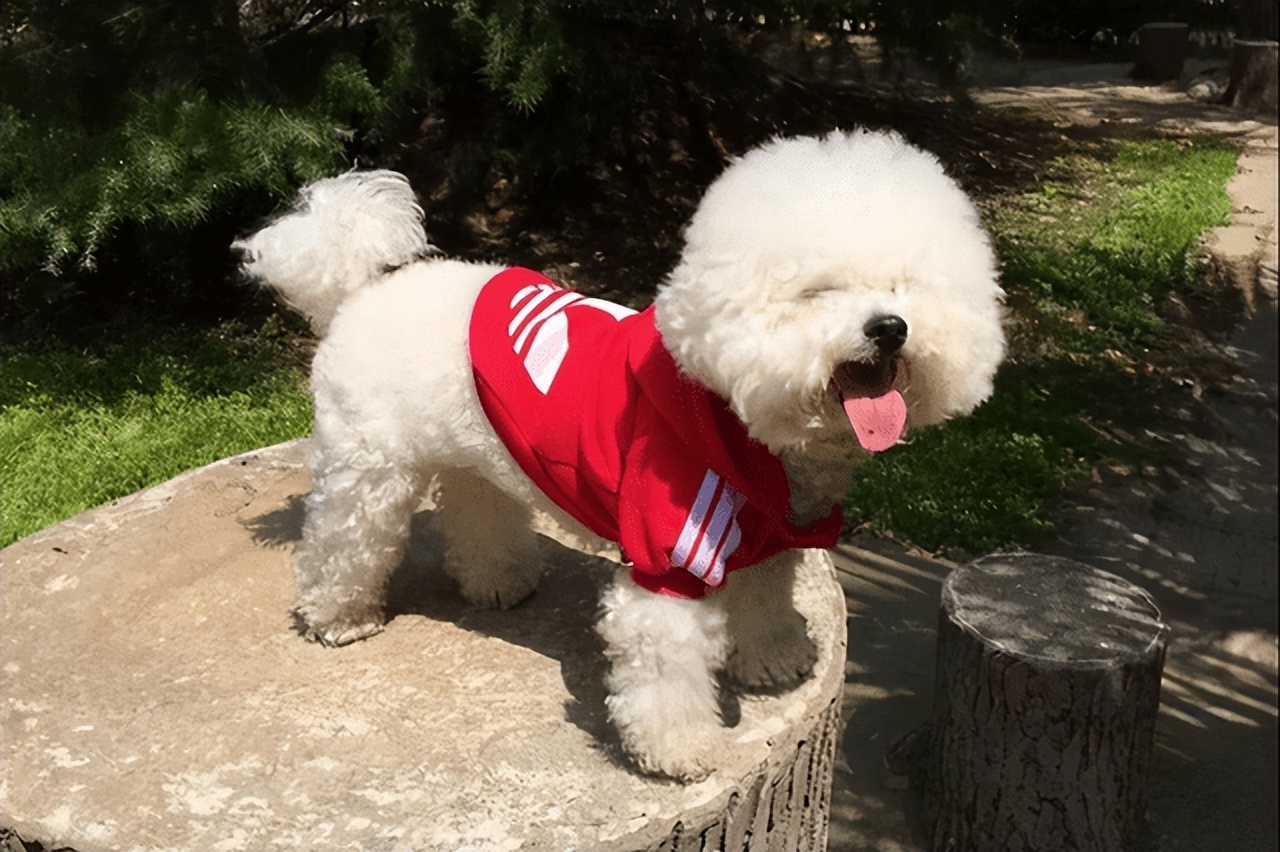 哪种宠物狗卖得最好养,养狗首选这7种狗价格便宜又漂亮