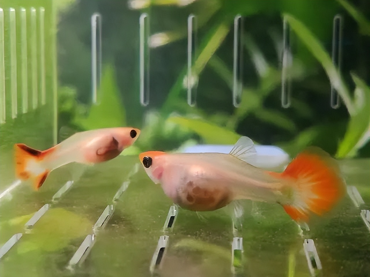 古法养鱼孔雀鱼繁殖,孔雀鱼怎么饲养才好养活