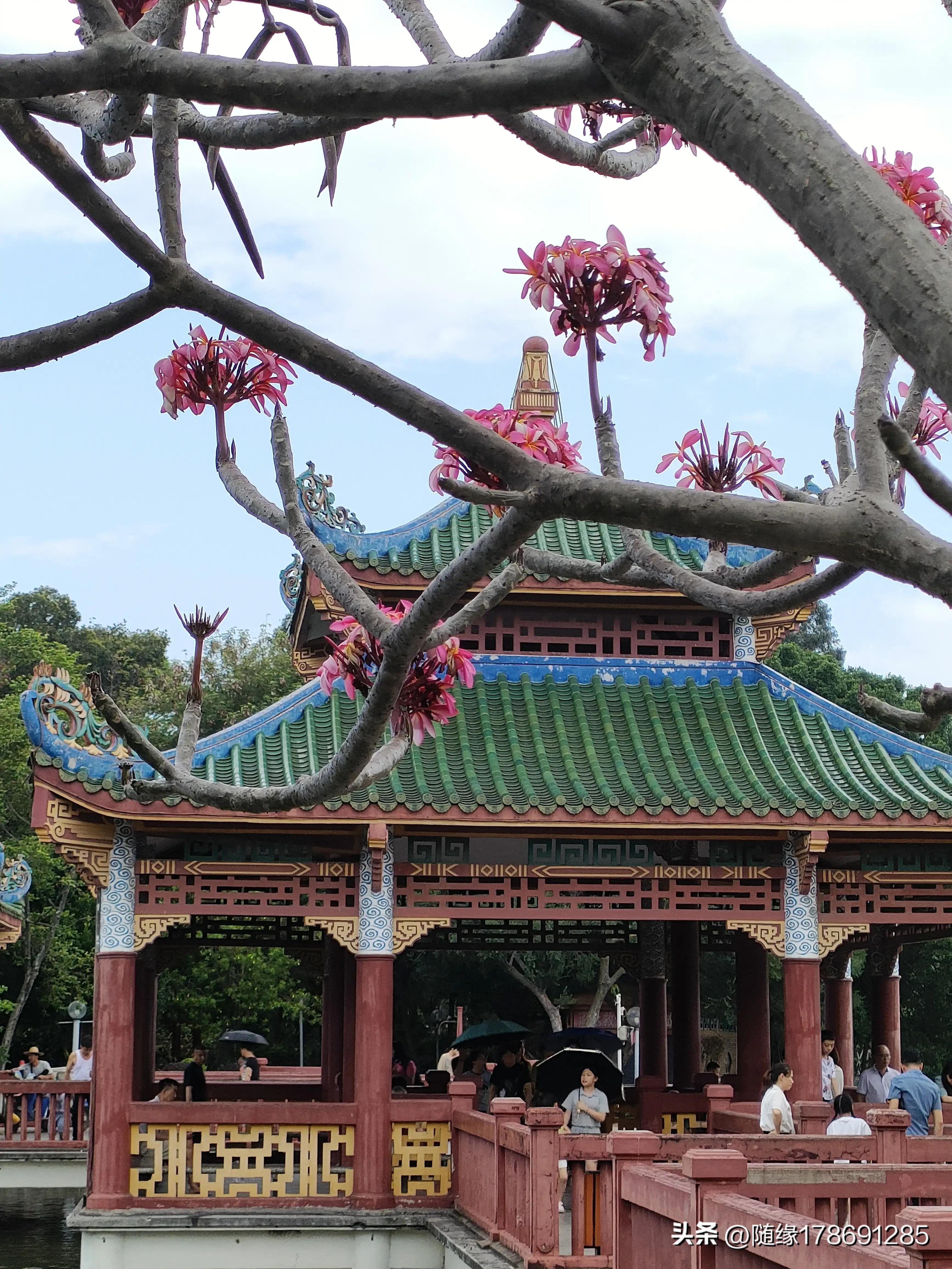 鸡蛋花开,又到了鸡蛋花开的季节