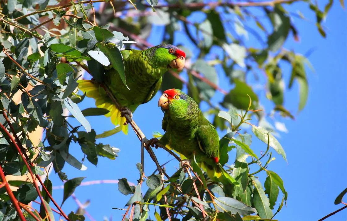 红额鹦鹉讲话,蓝色经典鹦鹉品种图片欣赏