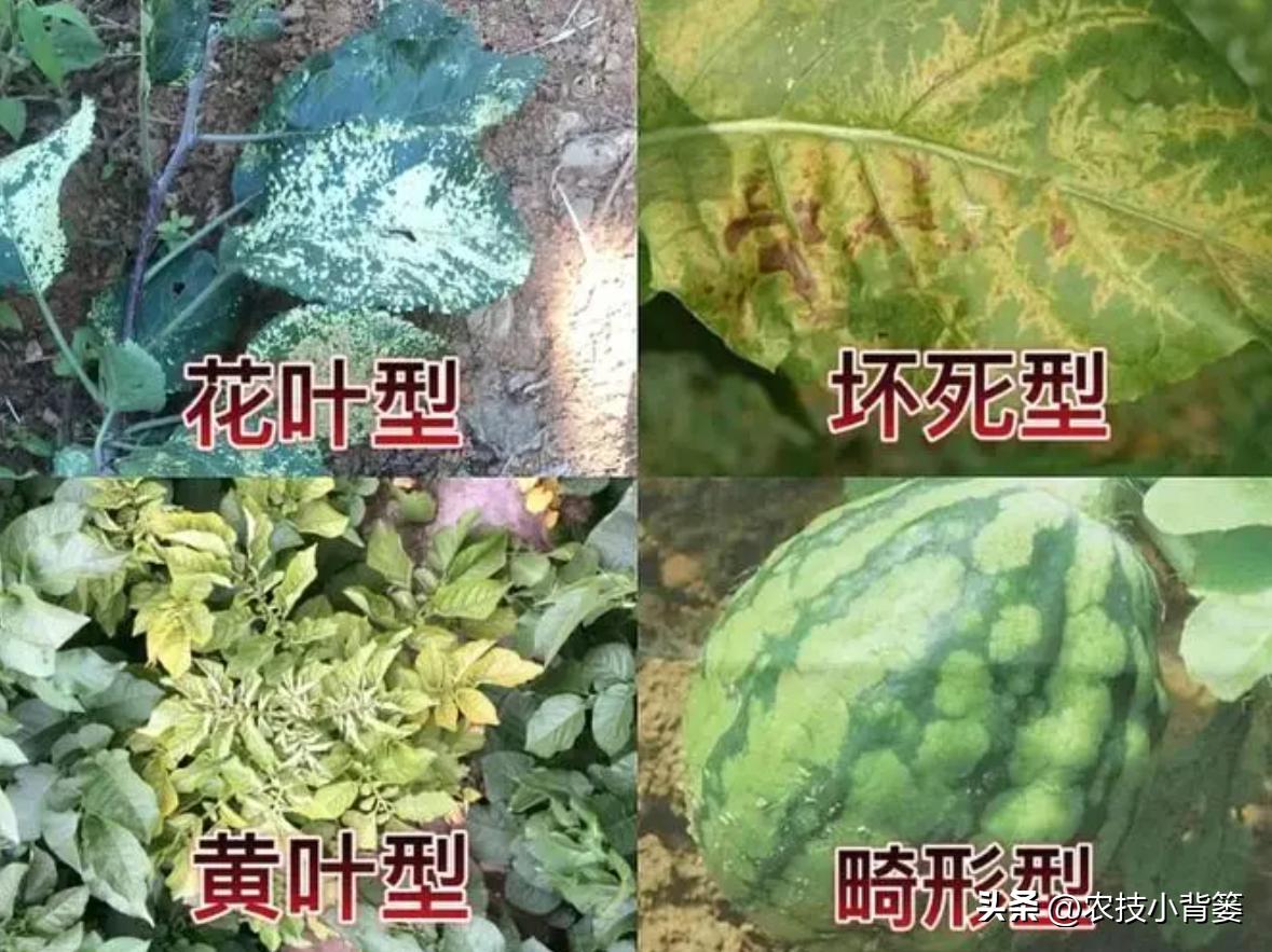 一招教你辨别真菌性病害,作物细菌真菌病毒轻松辨别