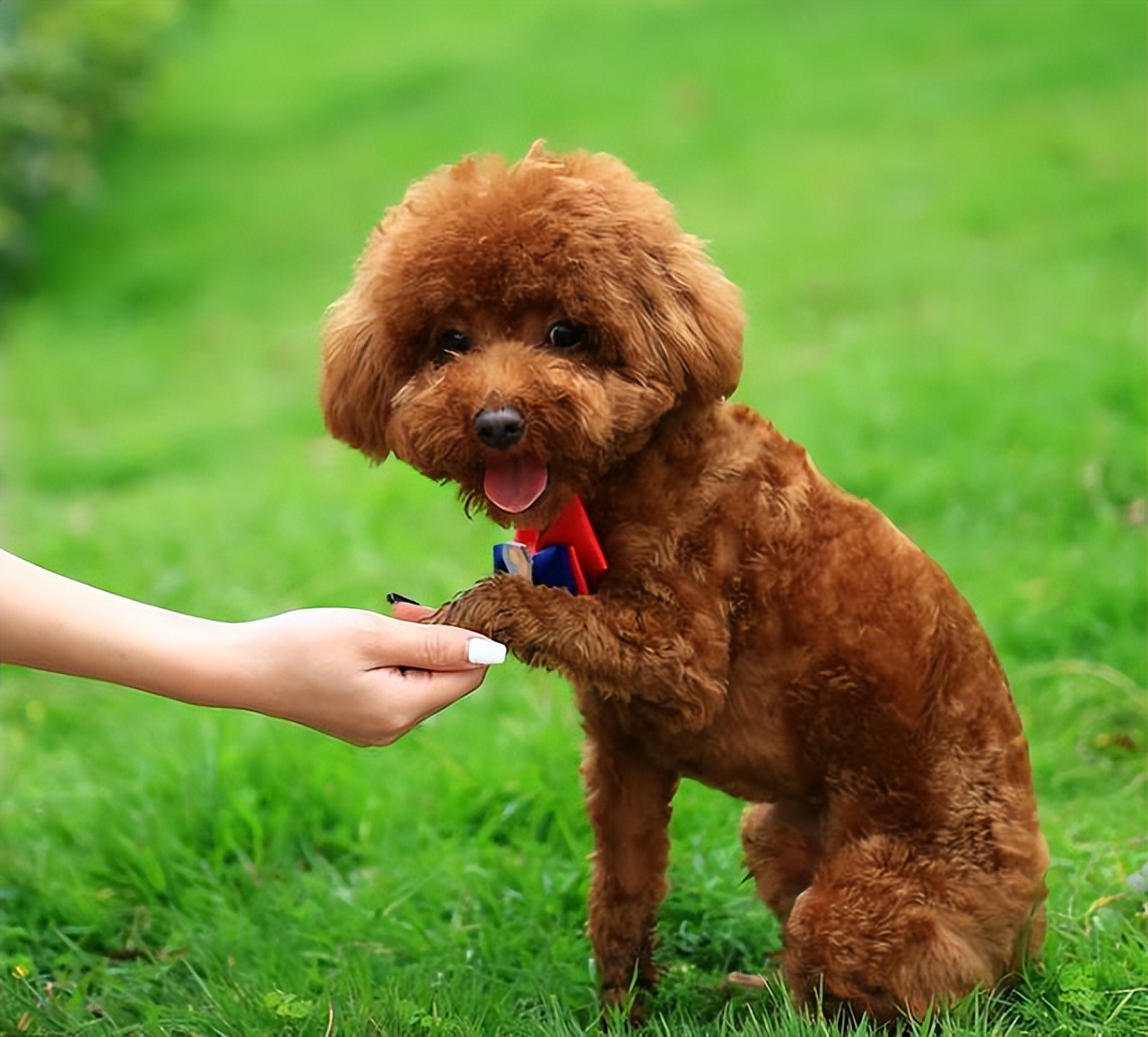 母泰迪好养还是公泰迪好养,公泰迪跟母泰迪有什么区别