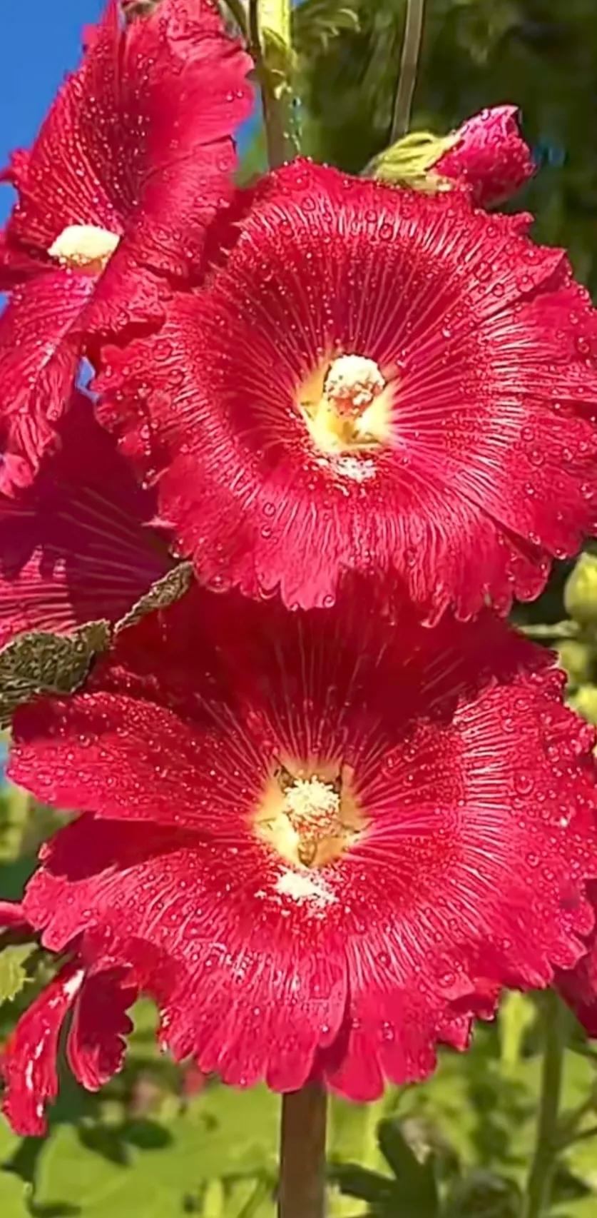 蜀葵花唯美大图片,世上最美的蜀葵花图片图文