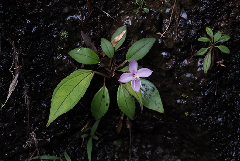 最厉害植物名称大全,5种类型植物名称