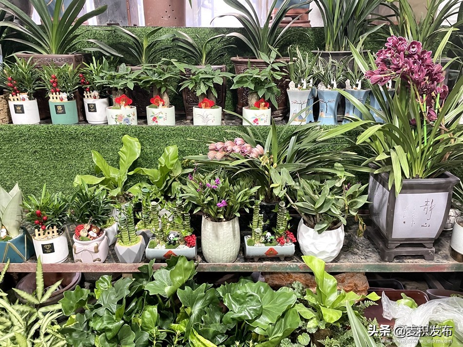 麦积区花卉市场在哪里,麦积区附近花卉市场在哪