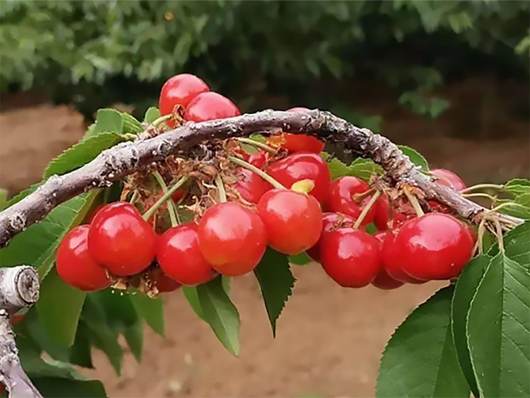 顺义喜邦樱桃采摘园,顺义千亩樱桃采摘园视频