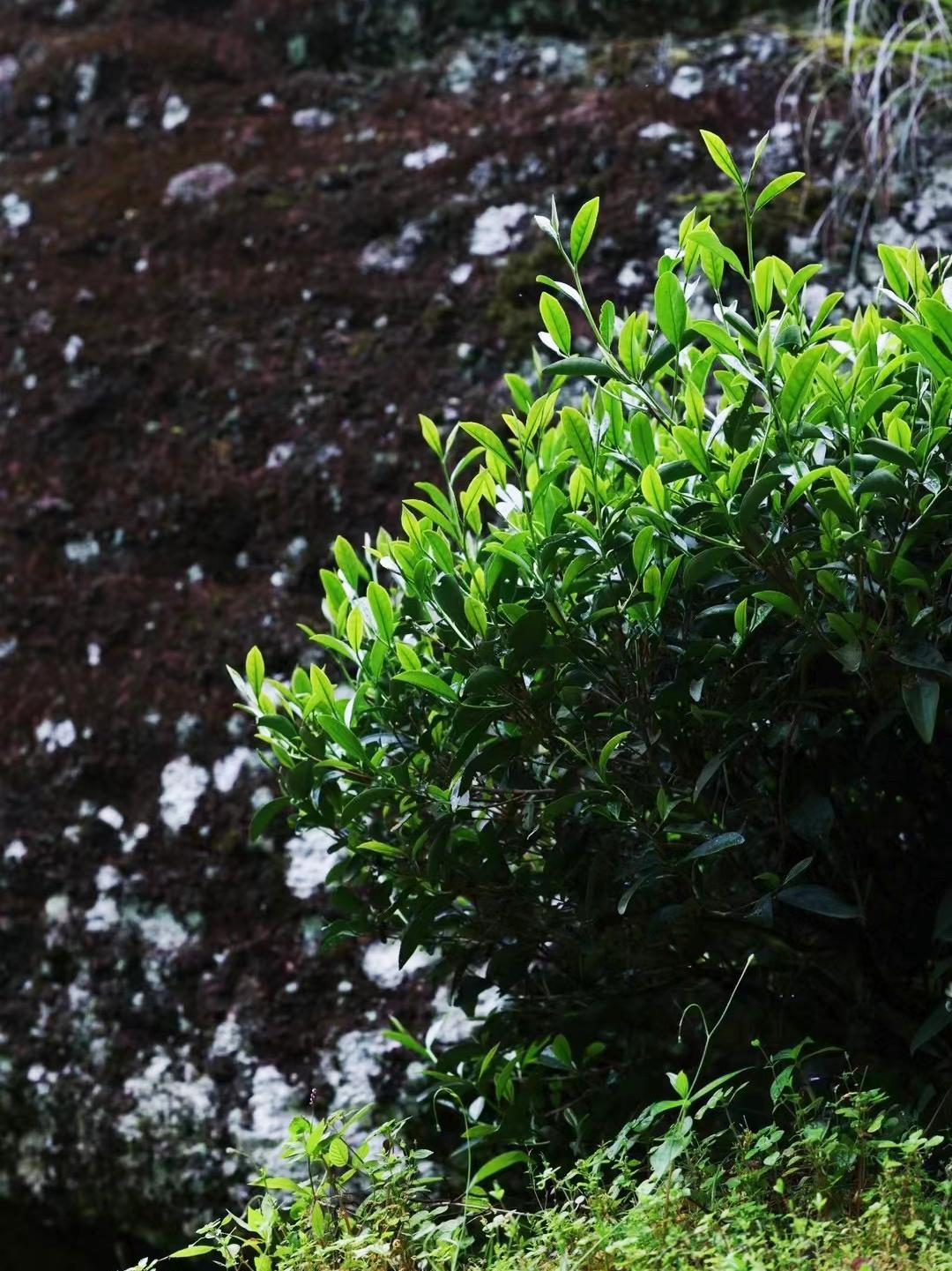 武夷岩茶正岩山场土质怎么样,山场正岩