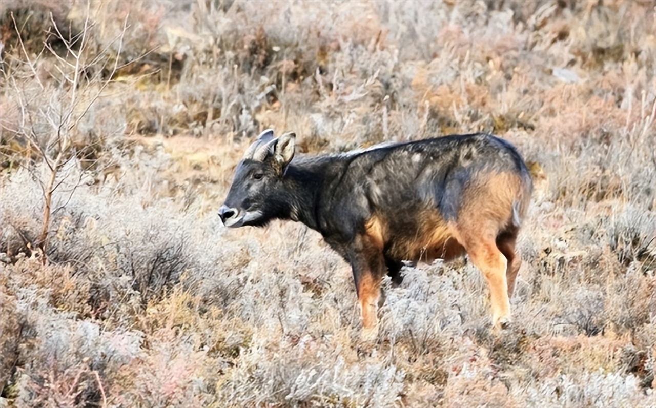 天马神兽真实视频,罕见的天马神兽
