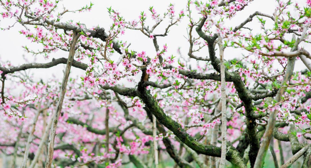 来自塔里木《塔河文苑》的诗歌四首、散文两篇