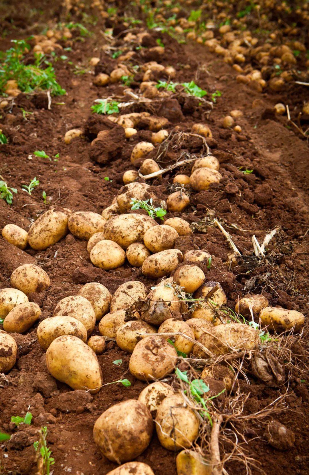 甘肃定西薯都,中国薯都