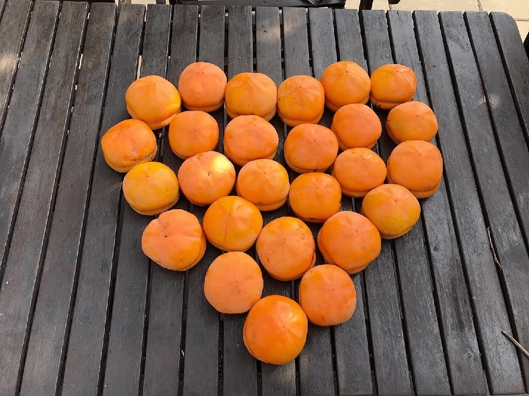 适合家庭院子种植的大型果树,适合阳台种植的果树结果多