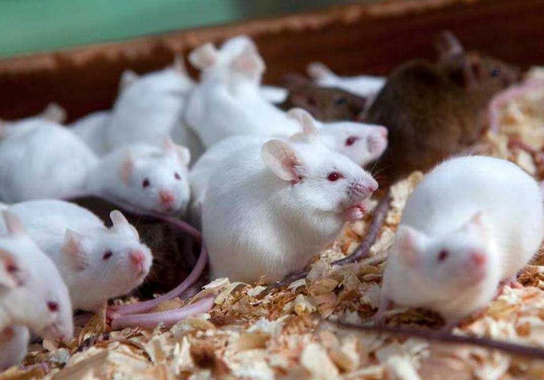 美国8只白鼠进入乐园,美国将8只白鼠放进乐园