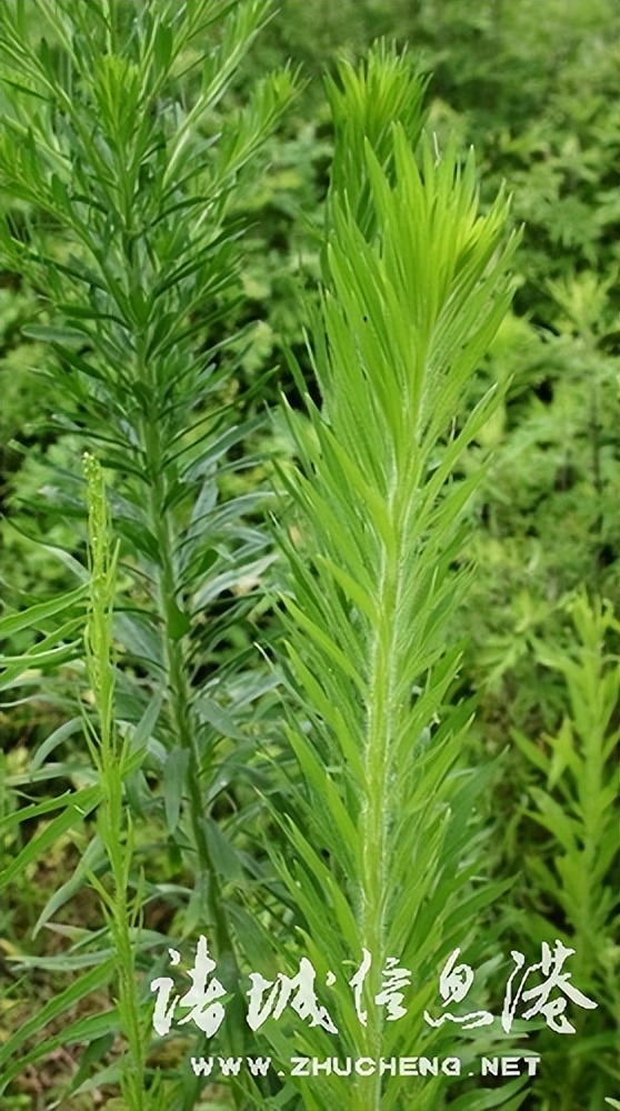 冠县常见野生保护植物,诸城野生动物排名