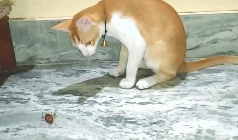 猫咪抓蟑螂吃了怎么办,猫咪吃了一点棉花会排出来吗