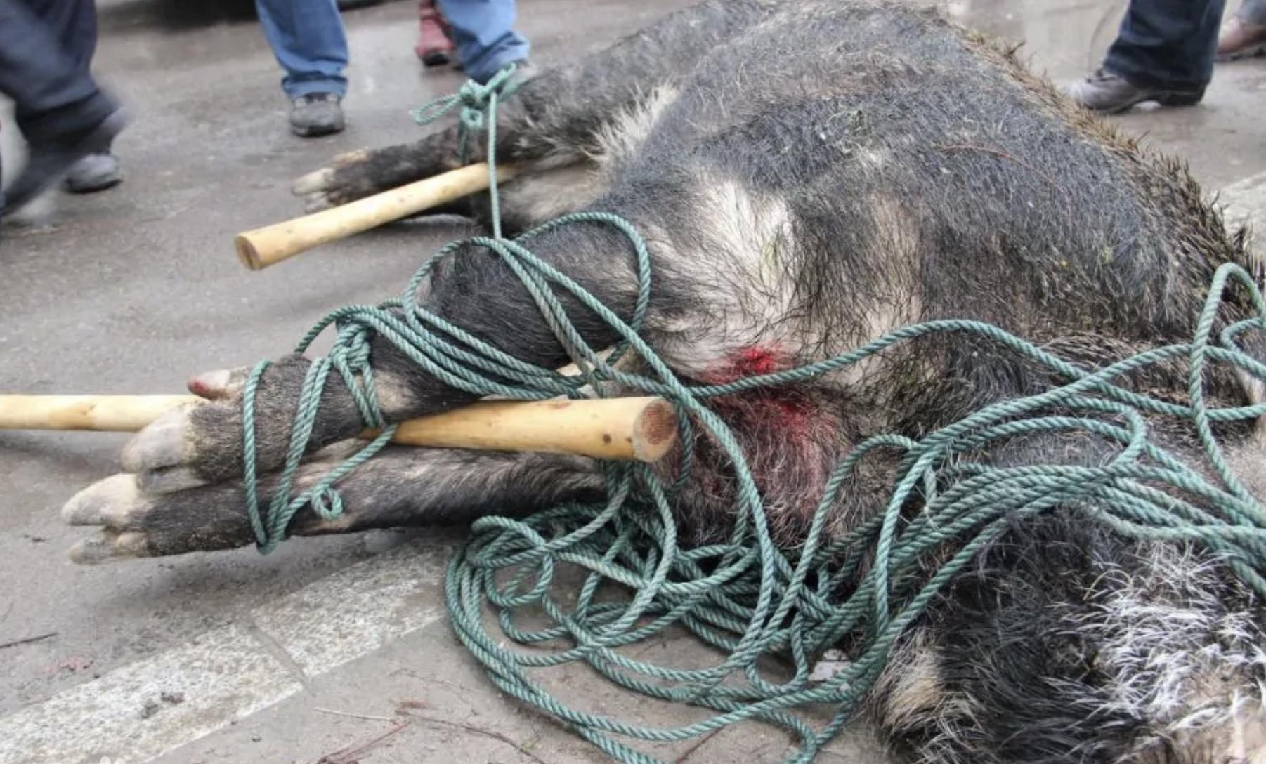 野猪被狗咬伤,野猪被咬后伤口康复全过程