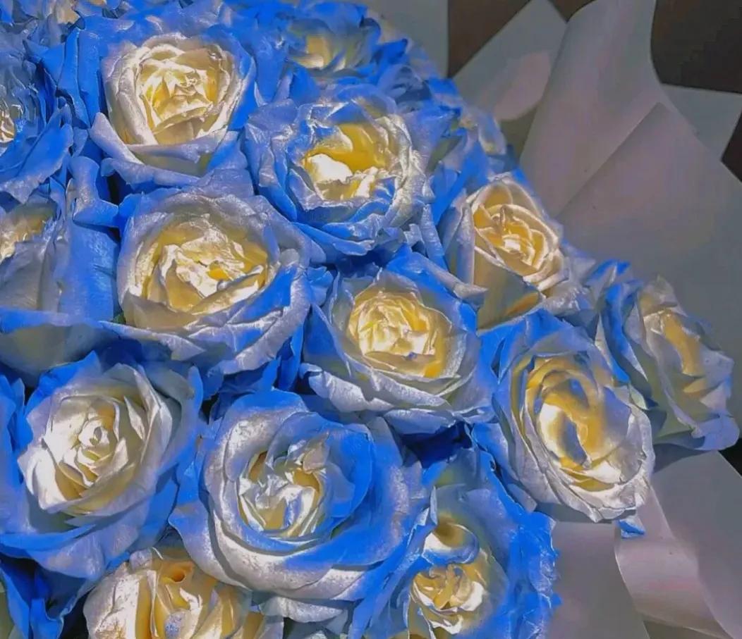 美到窒息的玫瑰花图,鲜花娇艳动人的图片