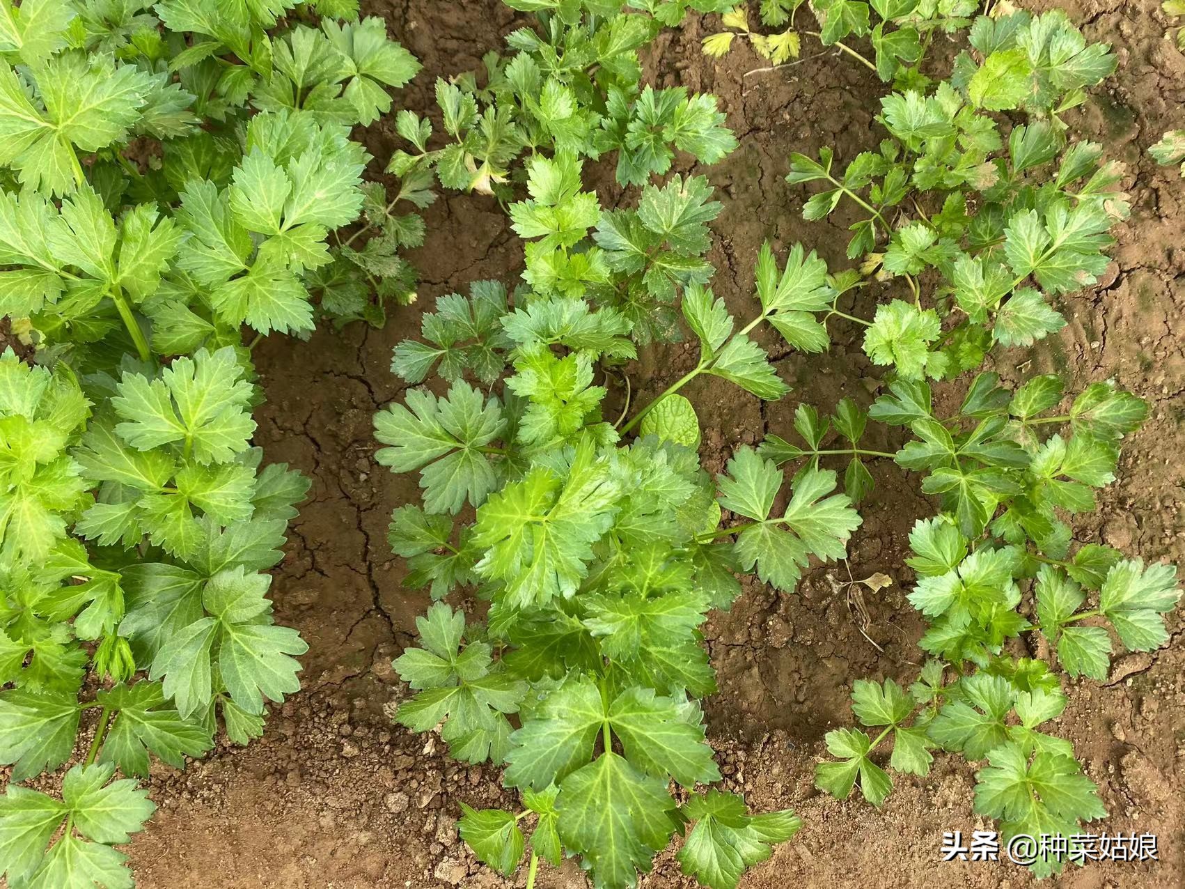 种植芹菜什么时候施肥,用芹菜的根种芹菜浇不浇水