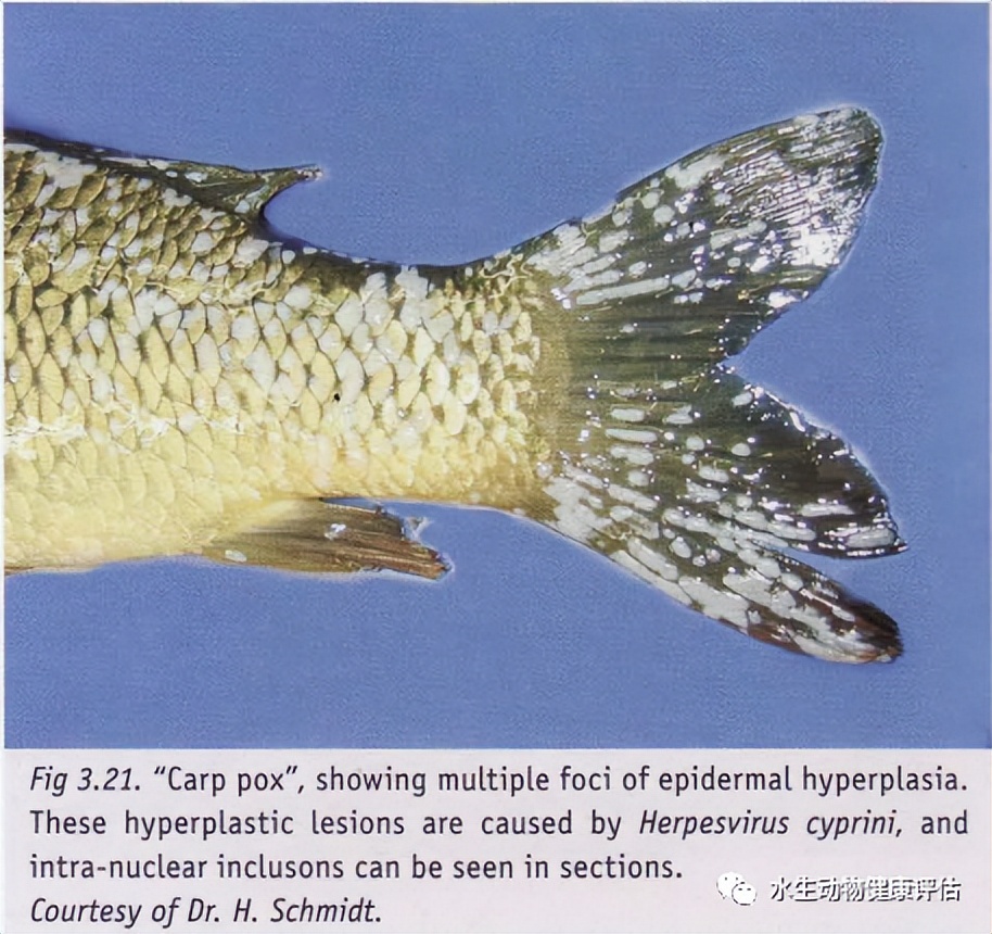 鱼类正常皮肤及其浅表疾病