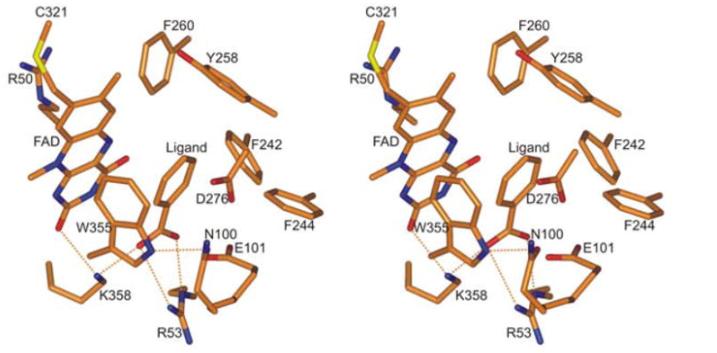 探究移动色氨酸是*霉素黄**抗生素合成黄素酶中内在电荷转移供体应用