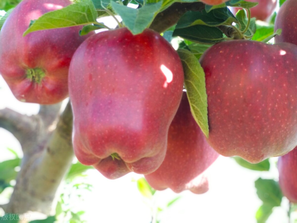 美国蛇果和花牛果价格,花牛苹果跟蛇果一样吗