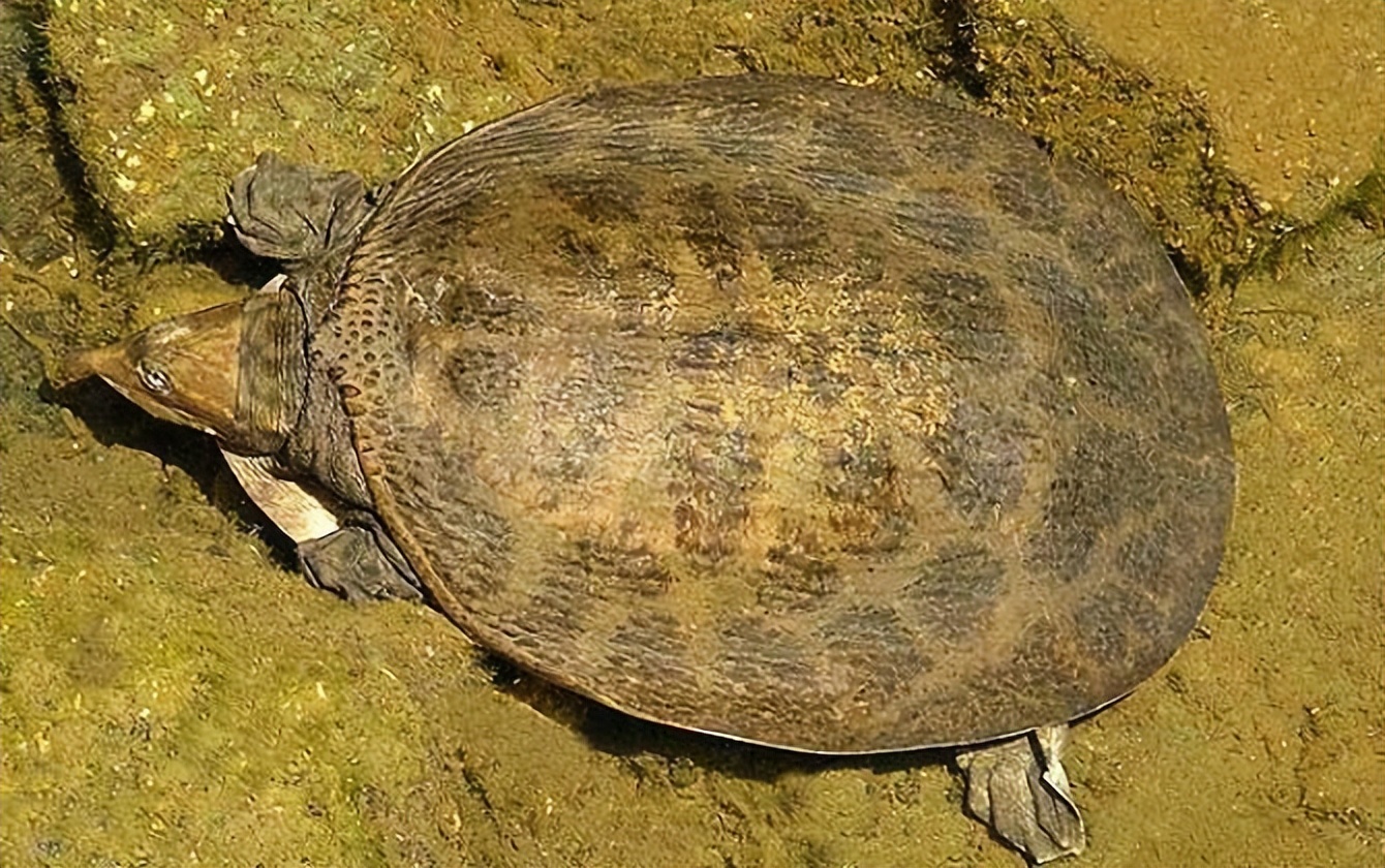 珍珠鳖在中国有天敌吗,珍珠鳖在美国泛滥了吗