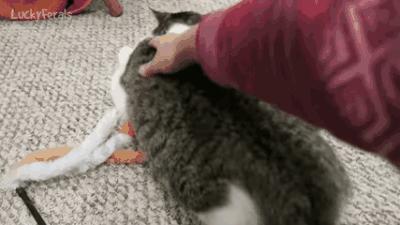 猫咪应激大小便失禁喘气怎么办,猫咪发屎疯是什么原因