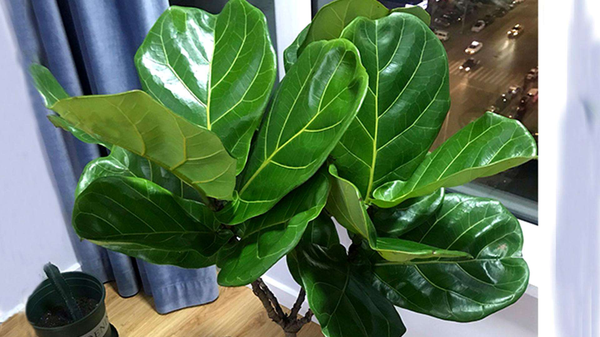 4种花适合新手养漂亮好养,20种坑人的花