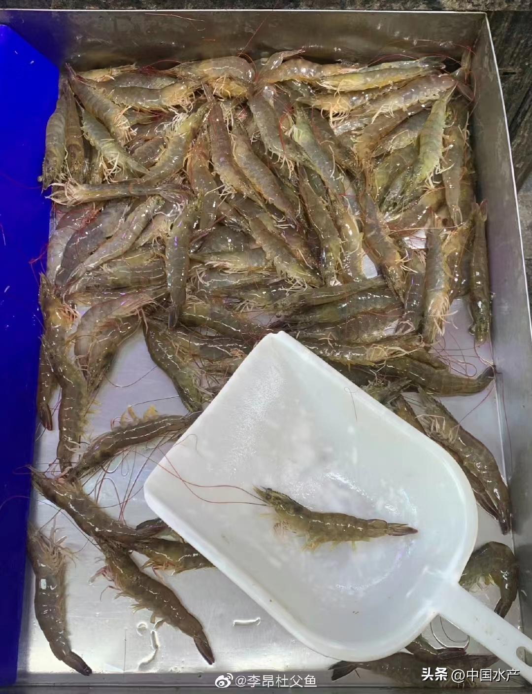 水生外来物种入侵防控工作方案,水生动物防疫